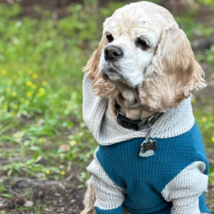 Microgrid Fleece Dog Hoodies